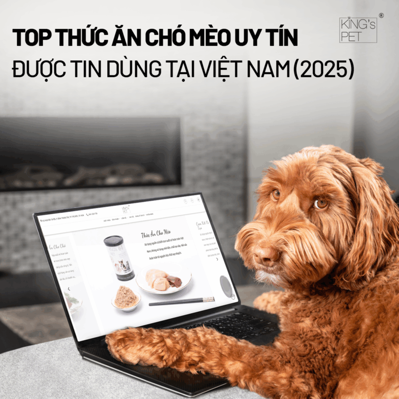 https://kingspet.vn/san-pham/pate-lon-heo-rau-cu-kings-pet-by-bao-anh-380g/