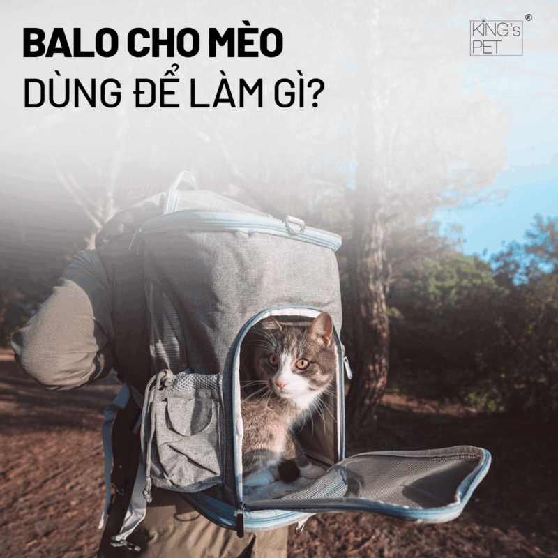Chọn balo cho mèo chất lượng khi biết công dụng của chúng.