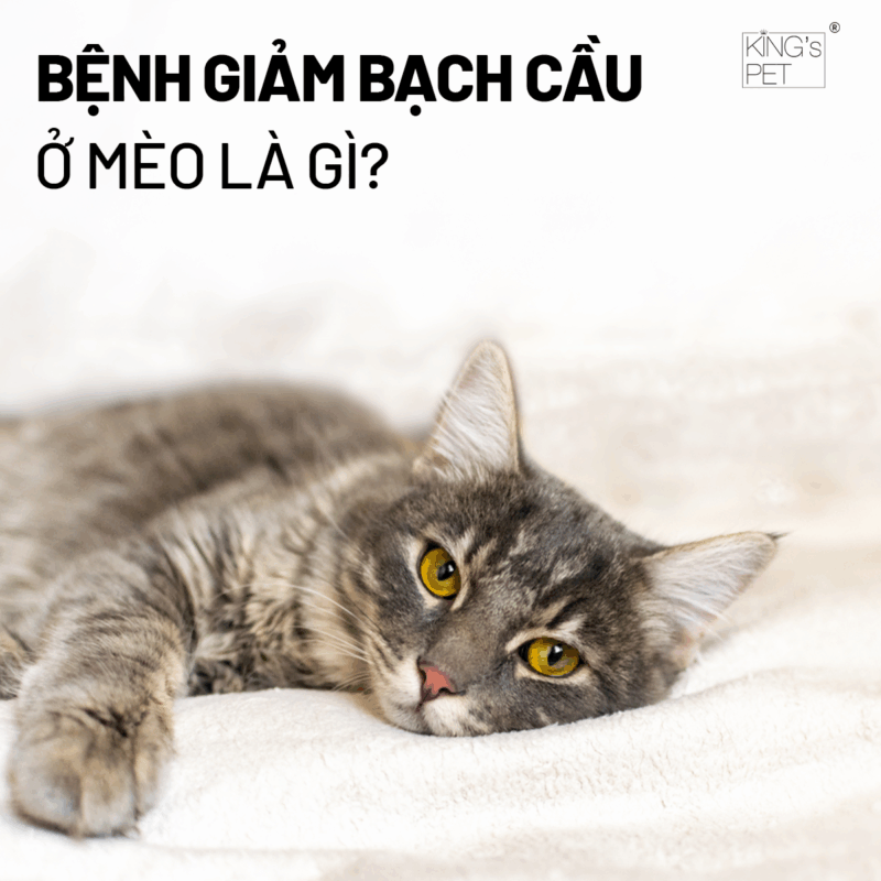 Bệnh giảm bạch cầu ở mèo và những điều chủ nuôi cần lưu ý.