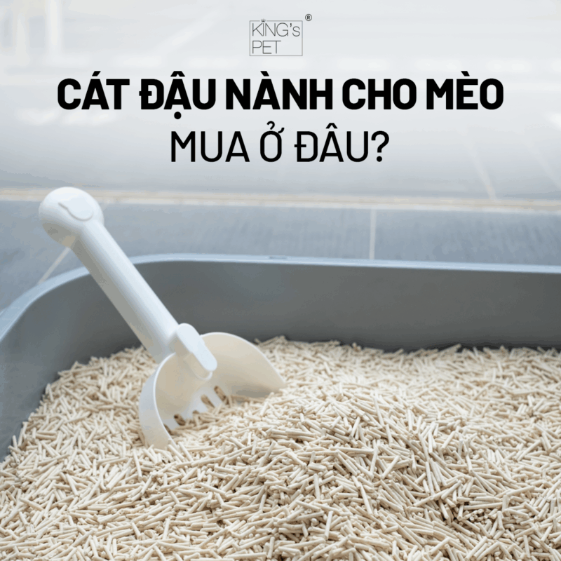 Địa chỉ mua cát đậu nành cho mèo chất lượng.