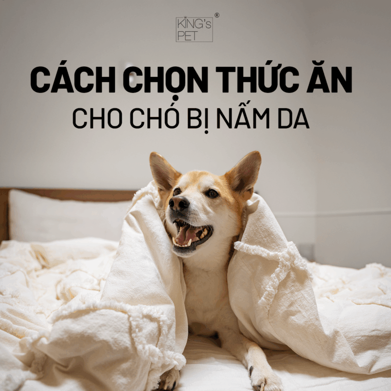 Tham khảo cách chọn thức ăn cho chó bị nấm da.