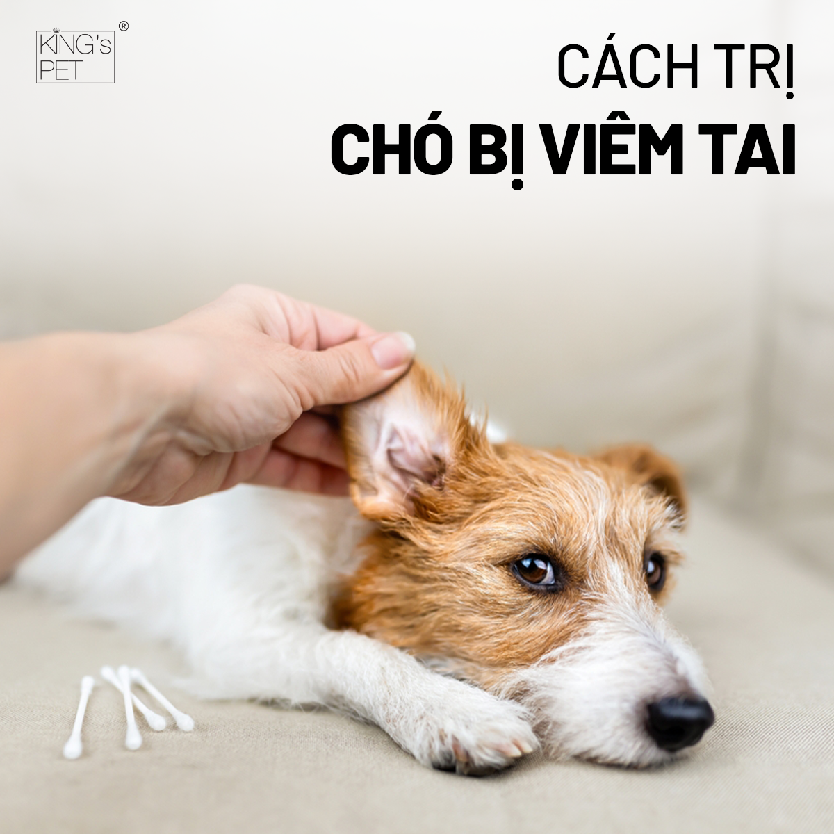 Cách trị chó bị viêm tai