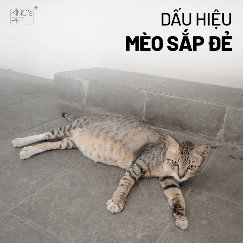 Dấu hiệu mèo sắp đẻ dễ nhận biết.