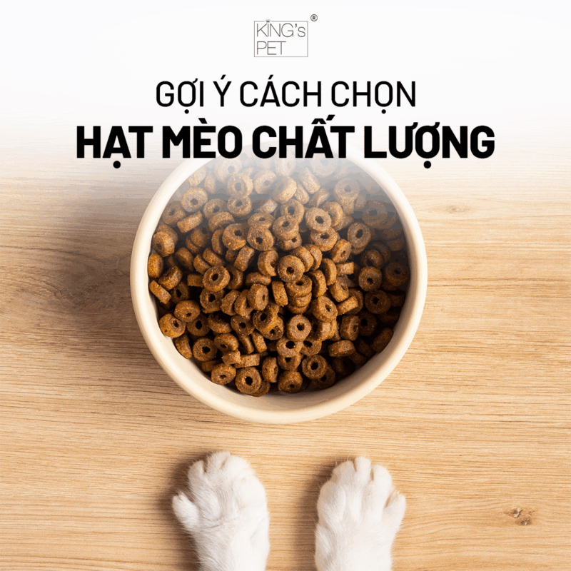 Học cách chọn hạt mèo chất lượng.
