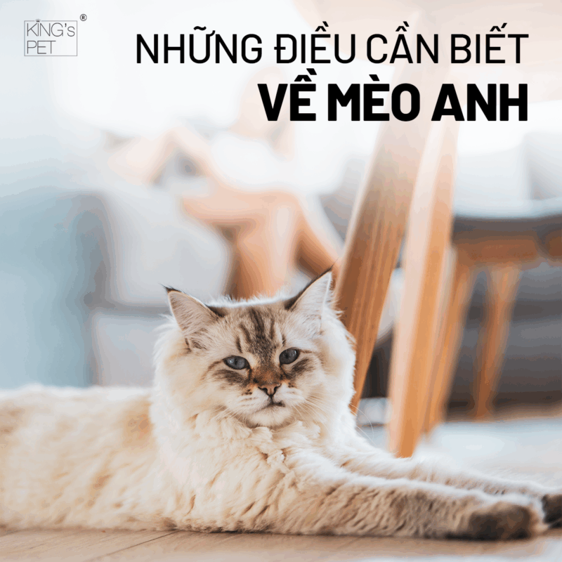 Thông tin về mèo anh chủ nuôi cần biết.