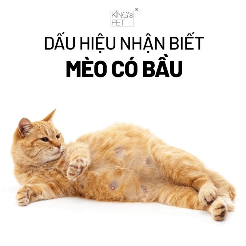 Dấu hiệu nhận biết mèo có bầu chủ nuôi cần ghi nhớ.
