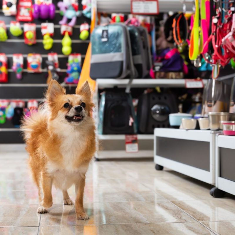 Tìm hiểu pet store uy tín, chất lượng tại TP.HCM.