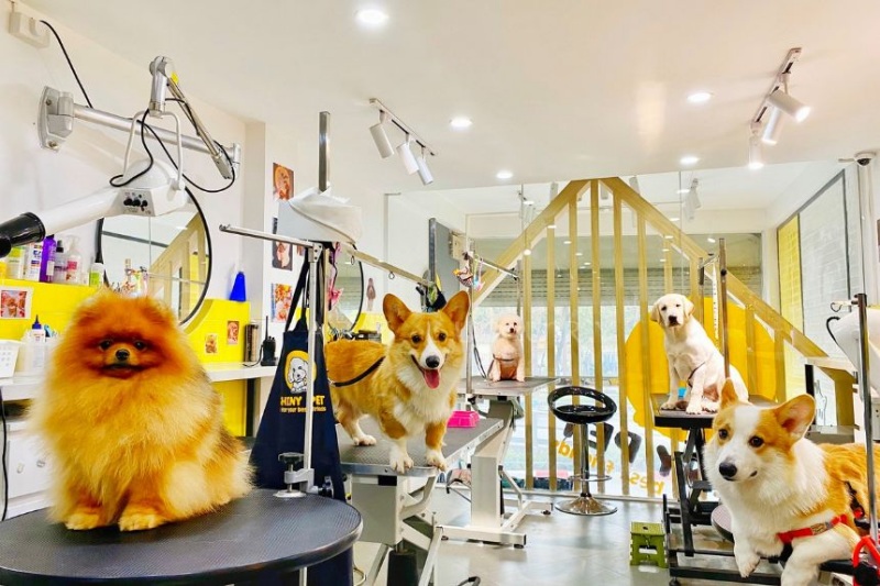 Pate chó xuất khẩu
