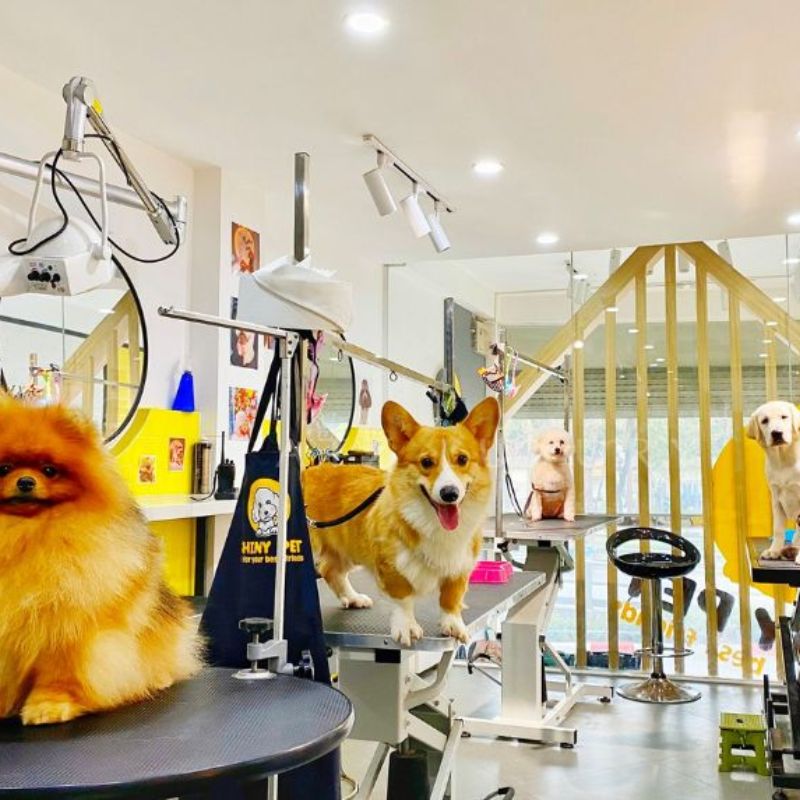 Định hướng kinh doanh của pet store.