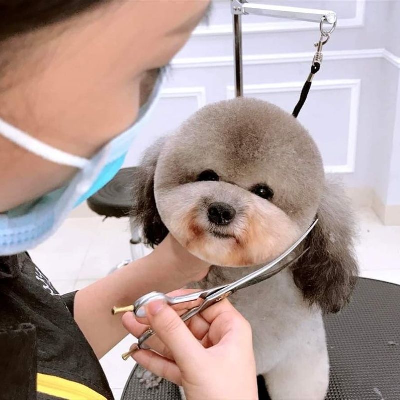 đặc điểm nổi bật của pet store.