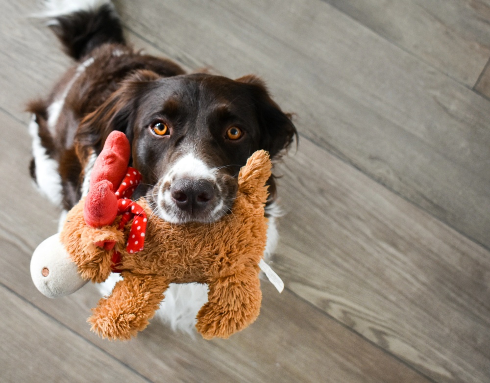 Top Pet Store Uy Tín Tại Việt Nam
