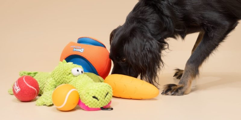 Top Pet Store Uy Tín Tại Việt Nam