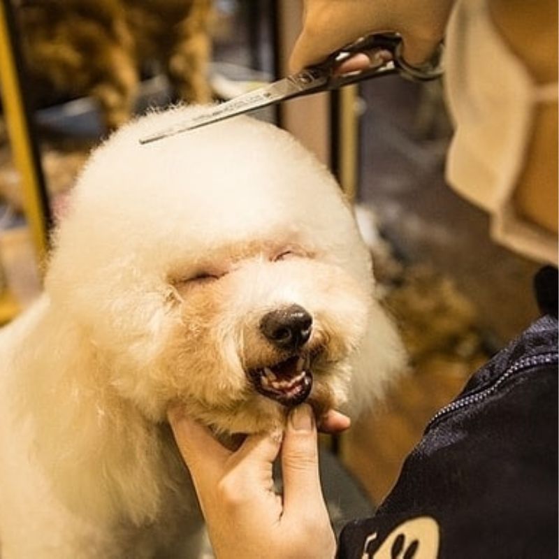 Các dịch vụ đi kèm tại pet store.