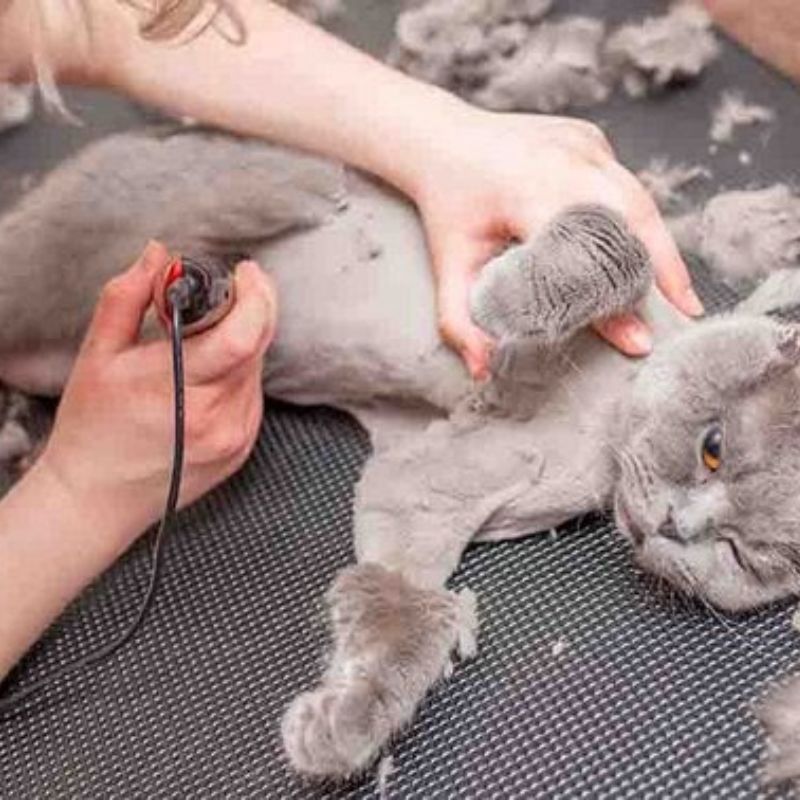 Lợi ích của việc mua sắm tại pet store.