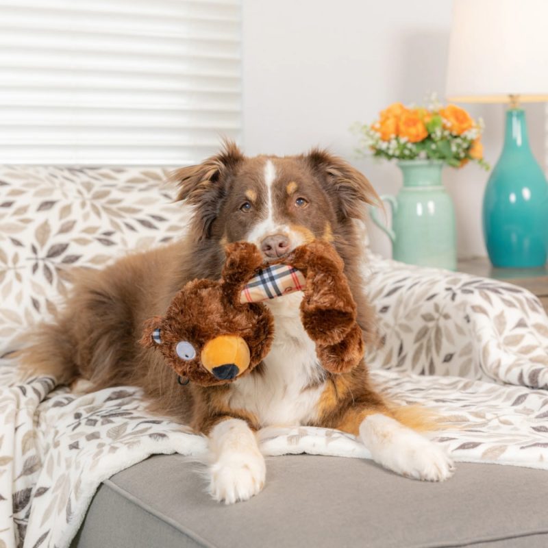 Top Pet Store Uy Tín Tại Việt Nam