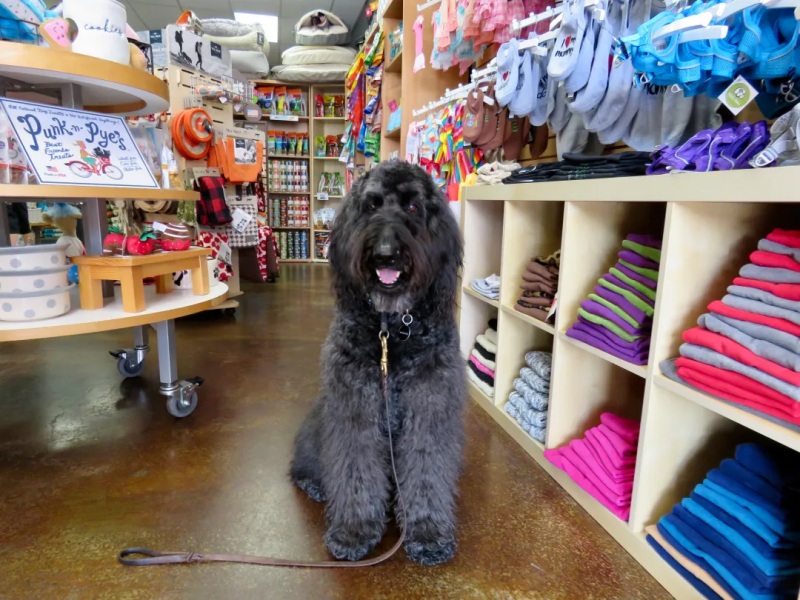 Các tiêu chuẩn của một pet store uy tín