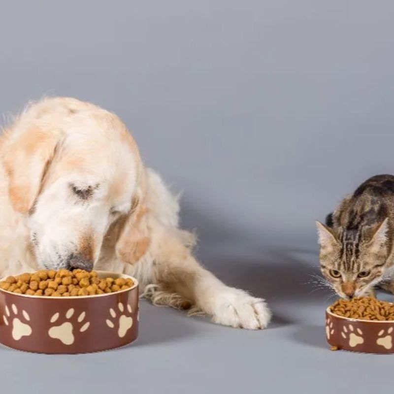 Điểm nổi bật của các shop pet food.