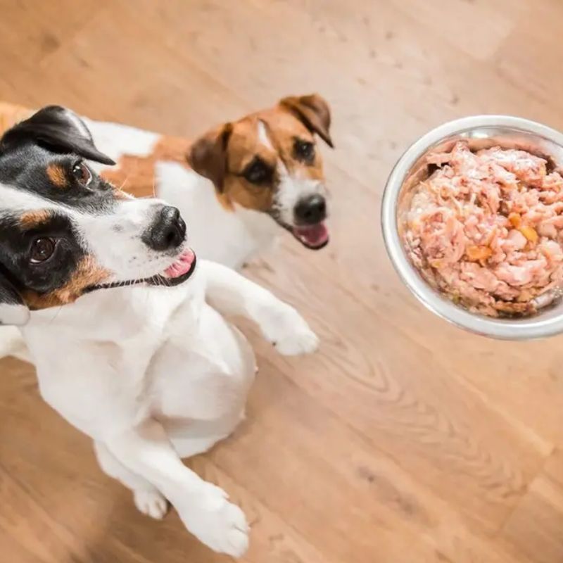 Pate chó xuất khẩu tại shop pet food.