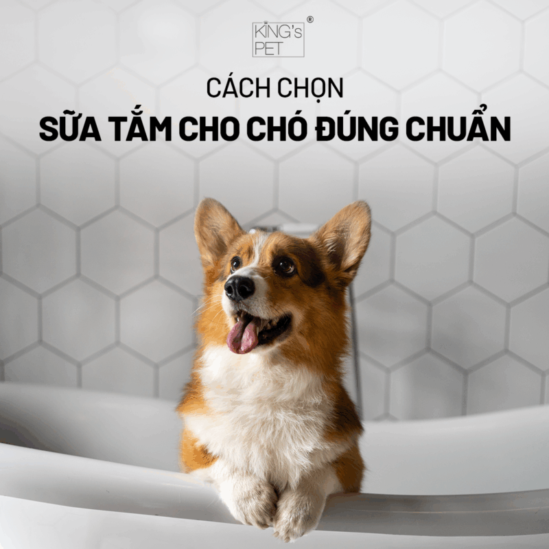 Học cách chọn sữa tắm cho chó đúng chuẩn.