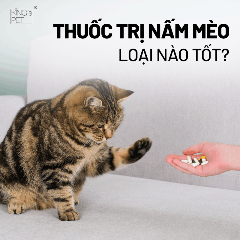 Chọn thuốc trị nấm cho mèo chất lượng để đạt hiệu quả tốt nhất.