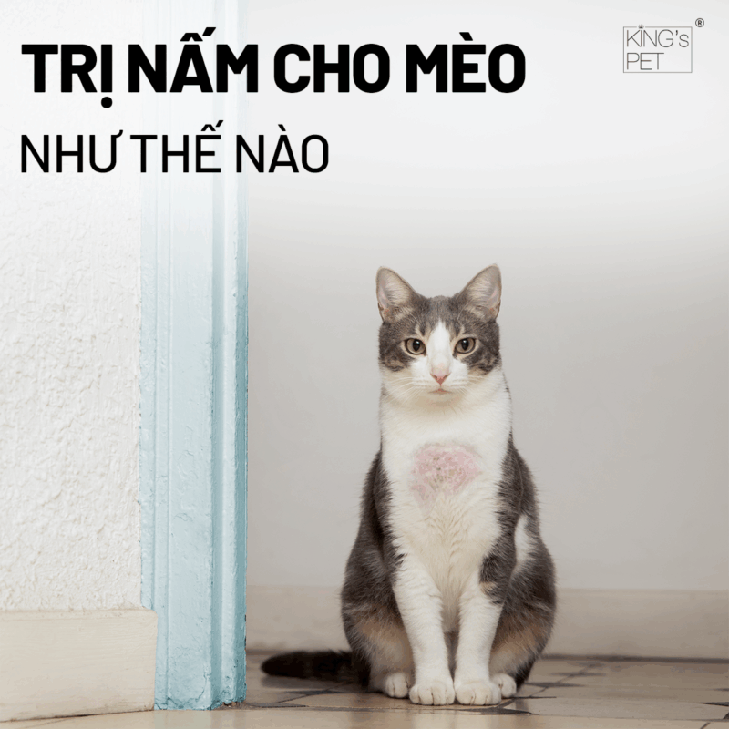 Tìm hiểu trị nấm cho mèo như thế nào mau khỏi.