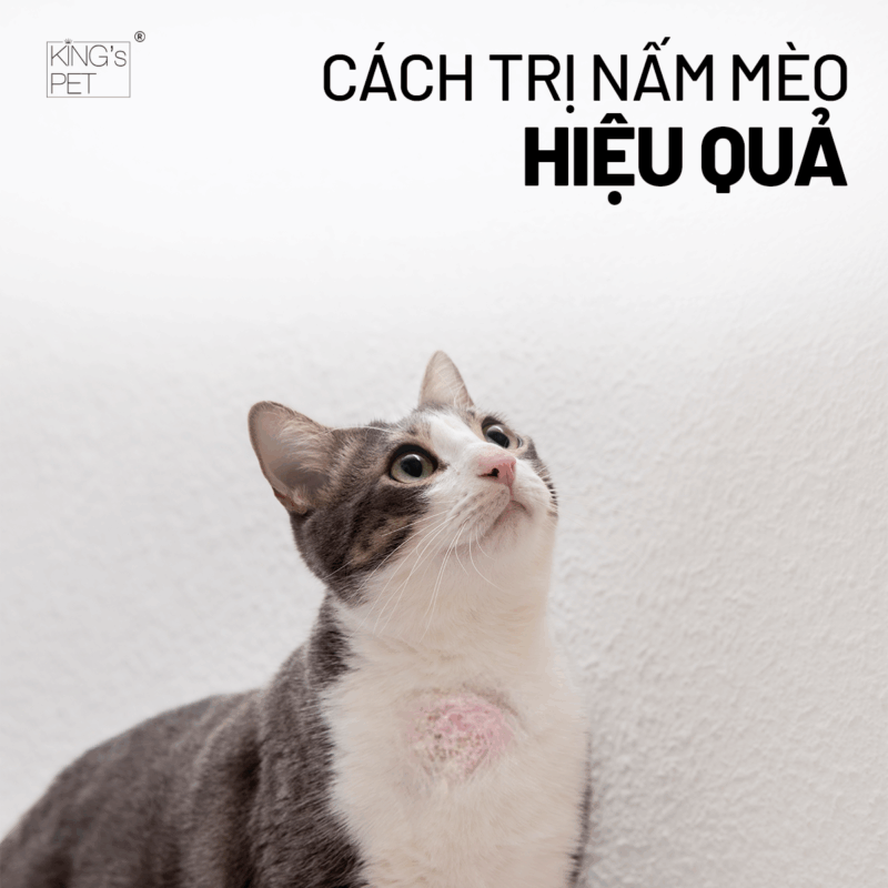Ghi nhớ cách trị nấm mèo hiệu quả.