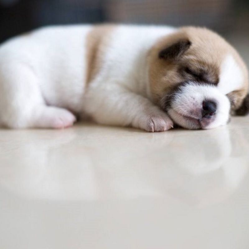 Học cách chọn thức ăn cho chó phù hợp, tránh ngộ độc.