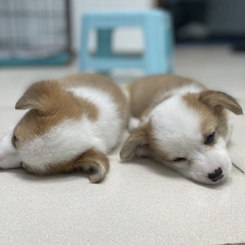 Theo dõi các phản ứng của chó con khi cho ăn.