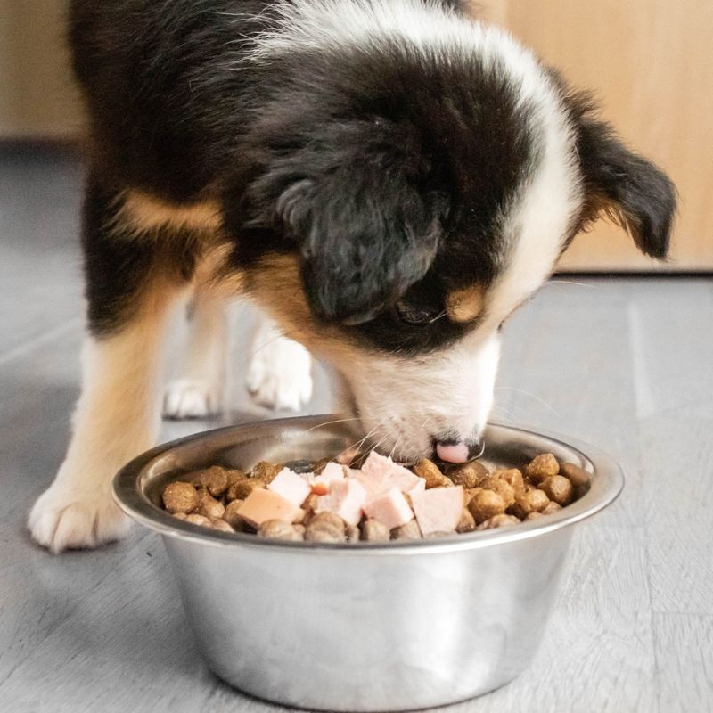 Xác định nguyên nhân chó kén ăn.