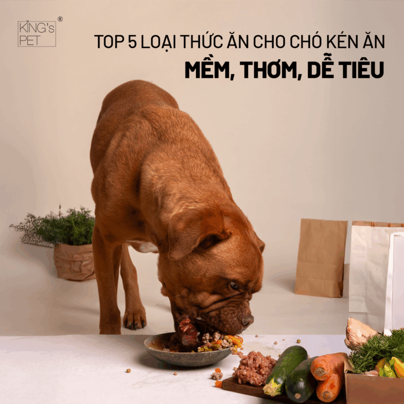 Tham khảo top 5 loại thức ăn cho chó kén ăn.
