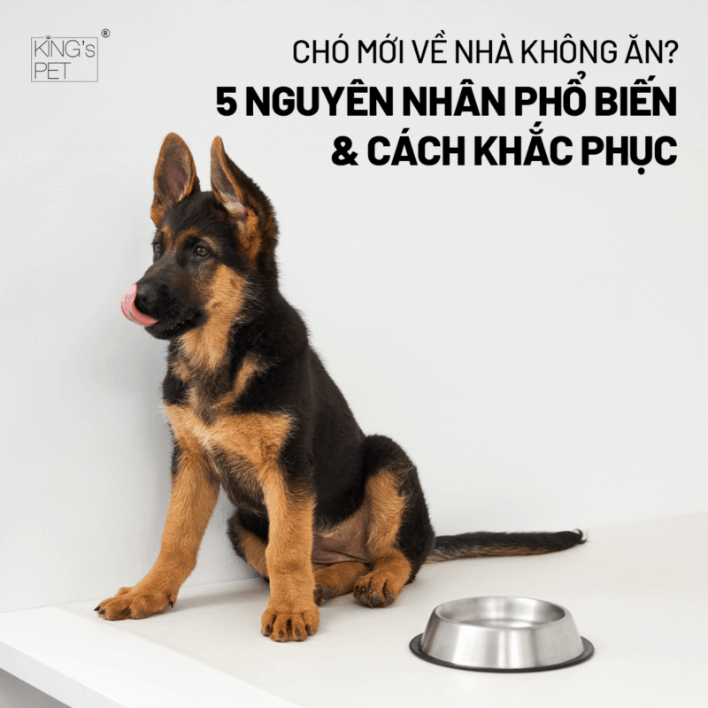 Cách khắc phục chó kén ăn hiệu quả.