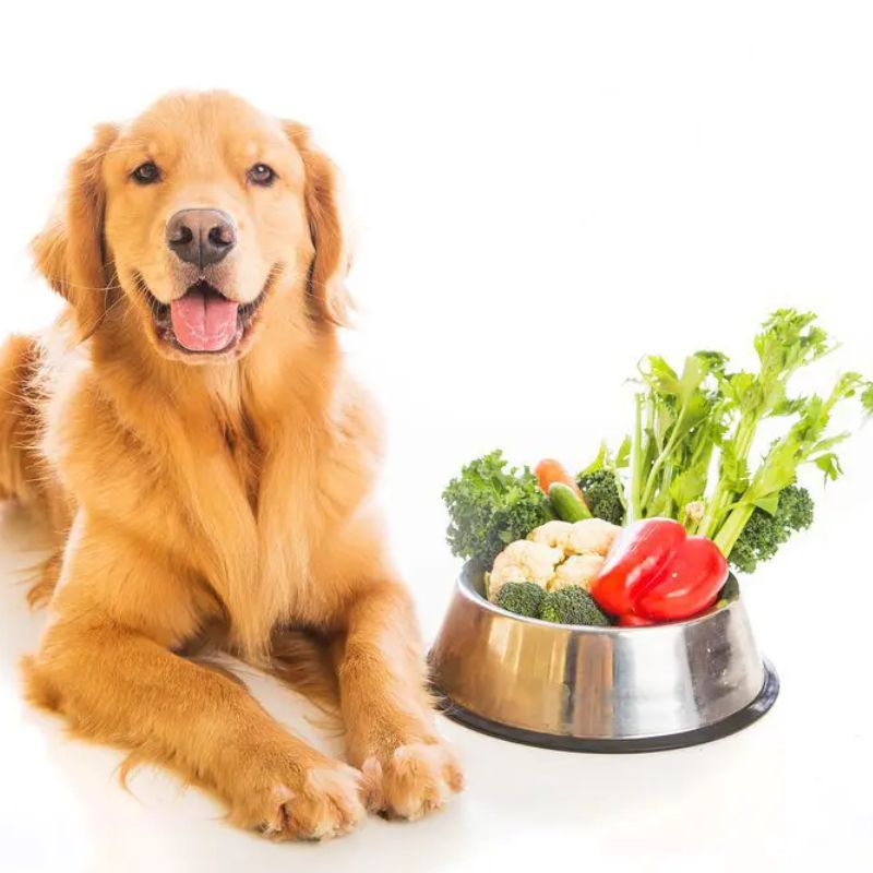 Nhận biết dễ dàng tình trạng chó kén ăn.