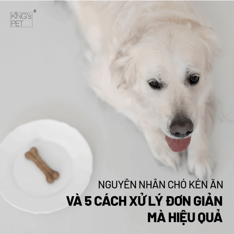 Nguyên nhân chó kén ăn và cách xử lý đơn giản.