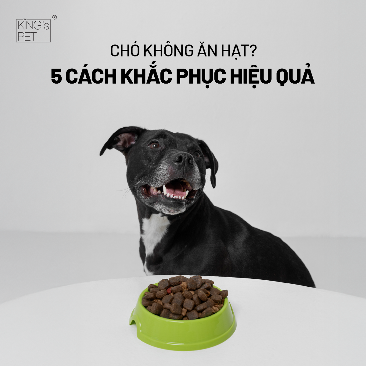 Cách khắc phục chó không ăn hạt.
