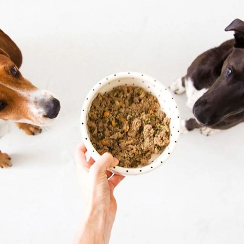 Tổng hợp thông tin về pate chó.