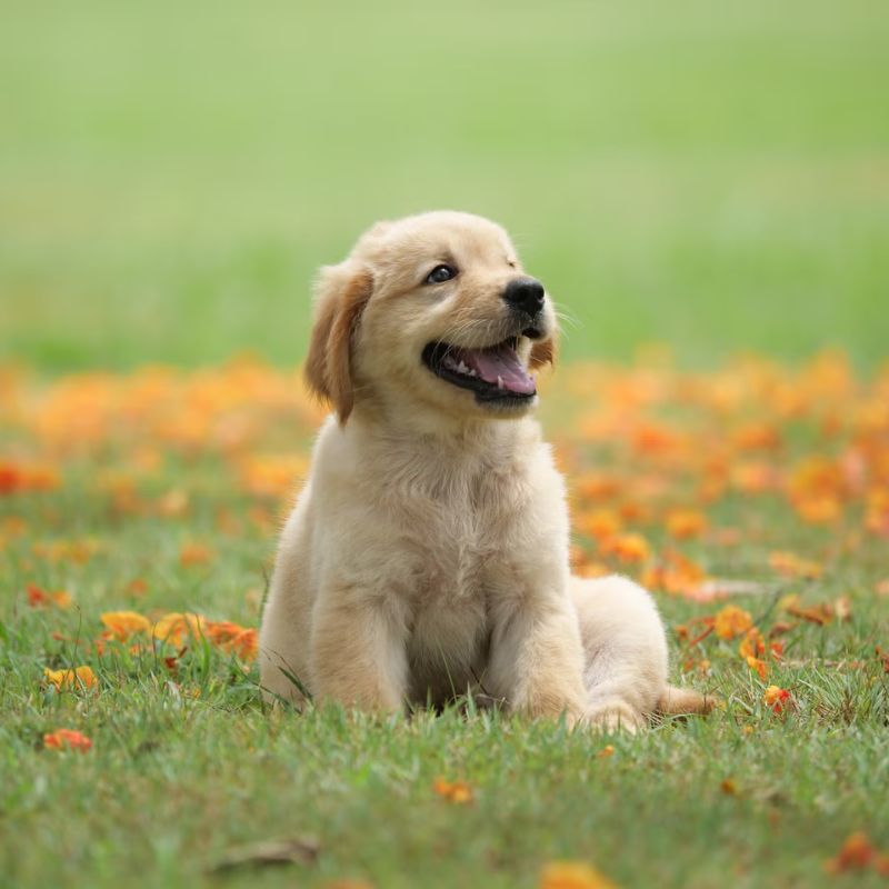 Tìm hiểu về các loại pate chó.
