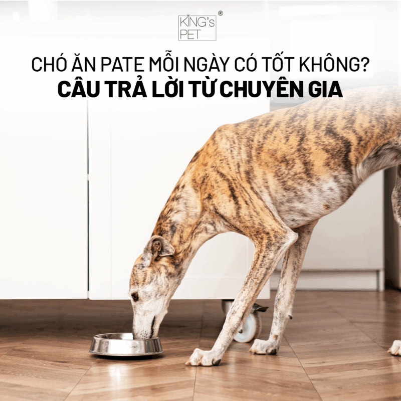 Ý kiến của chuyên gia về pate cho chó.