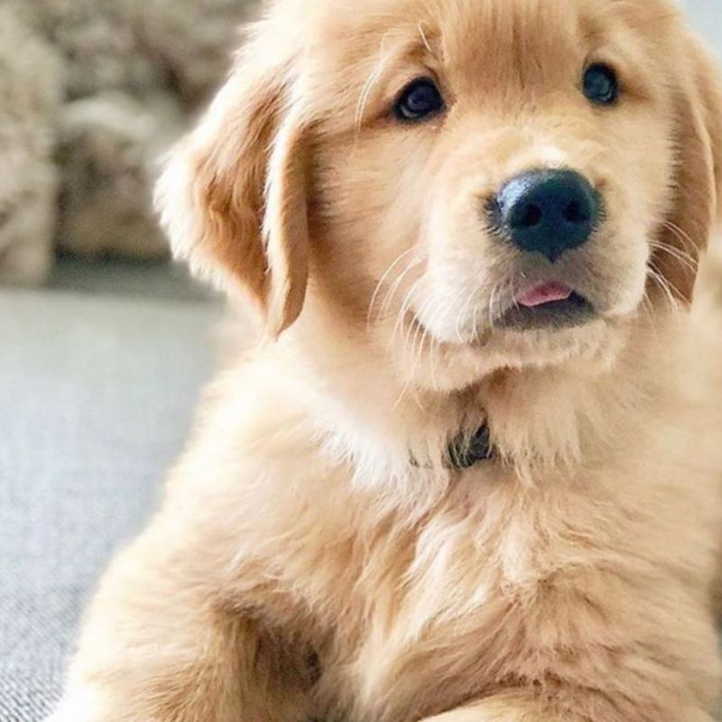Lợi ích của pate chó.