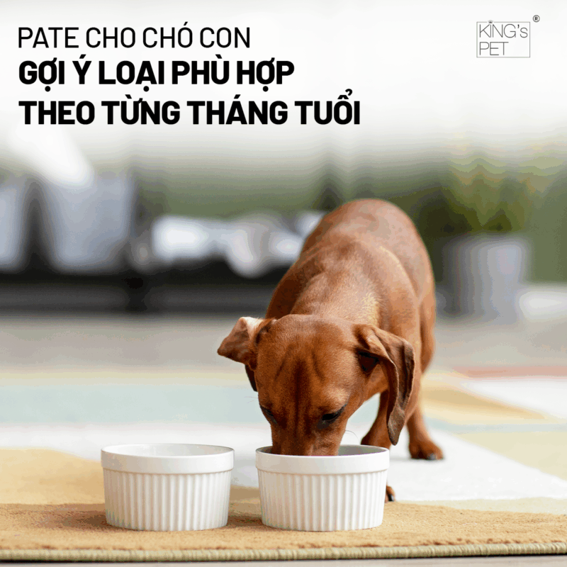 Gợi ý pate cho chó con phù hợp với độ tuổi.