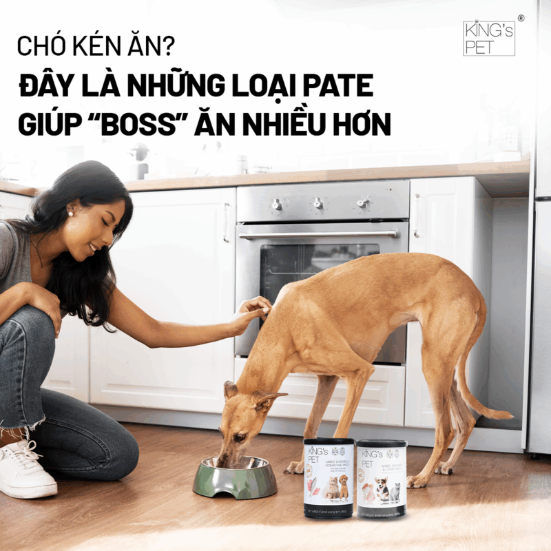 Những loại pate cho chó giúp cún cưng ngon miệng.