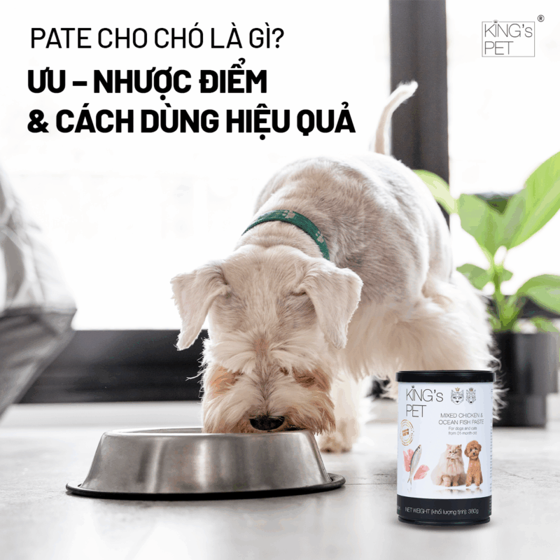 tìm hiểu về pate cho chó.