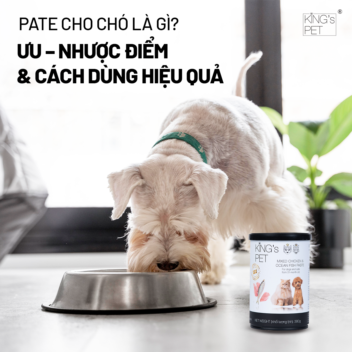 Pate Cho Chó Là Gì? Ưu – Nhược Điểm & Cách Dùng Hiệu Quả