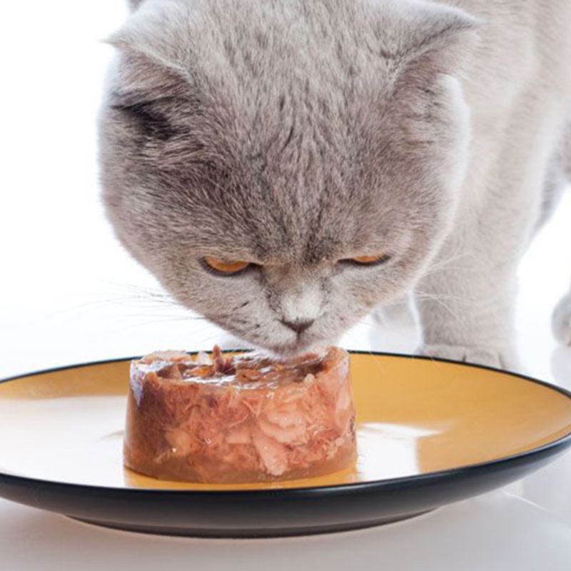 Đặc điểm chi tiết của pate mèo.