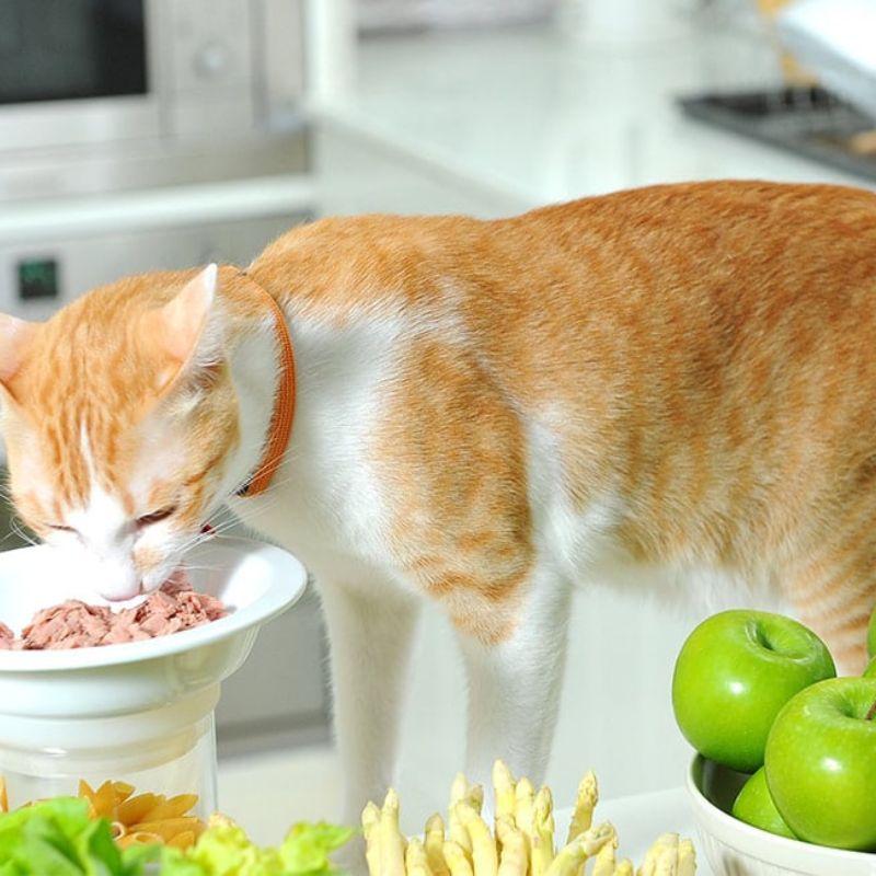 Tham khảo thương hiệu pate mèo chất lượng.