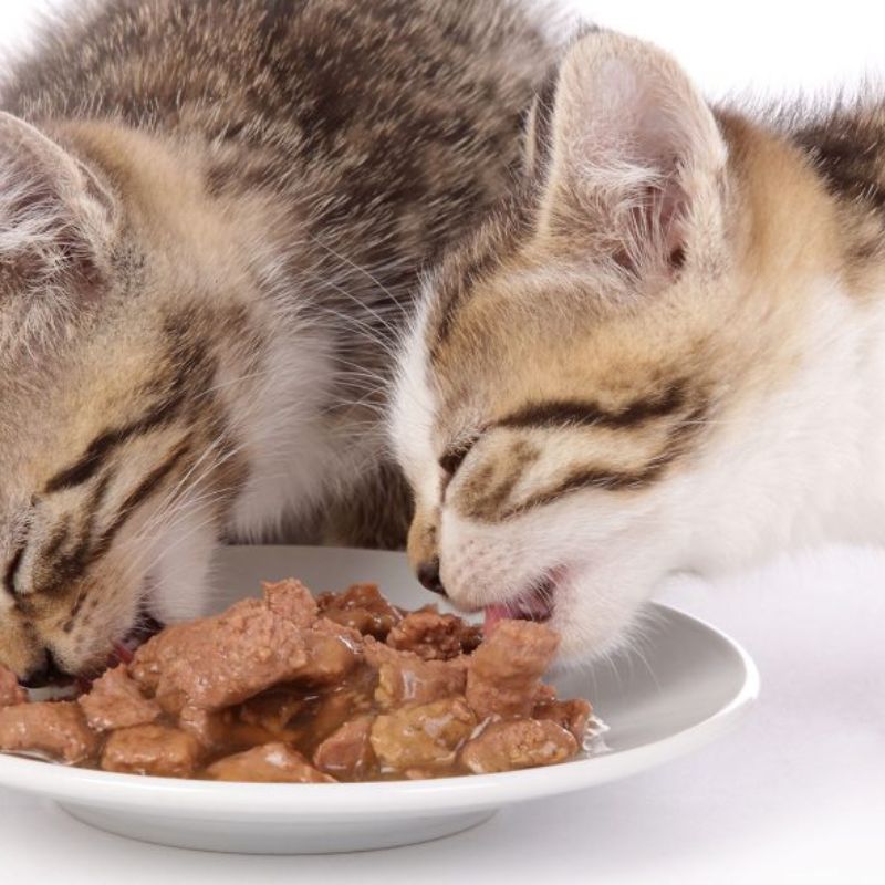 Pate mèo chất lượng, dễ tiêu.