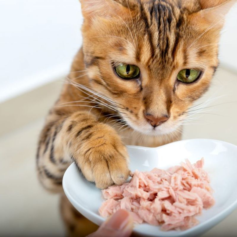 Ưu điểm của pate mèo.