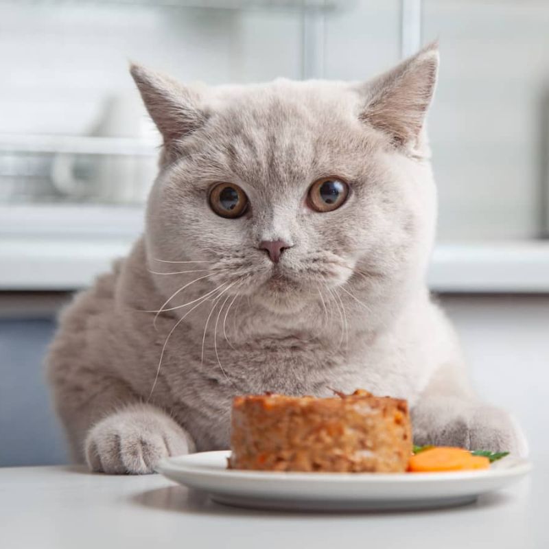 Tham khảo pate cho mèo chất lượng.