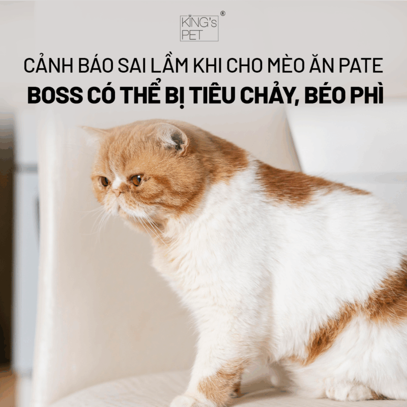 Những sai lầm khi cho mèo ăn pate cần lưu ý.