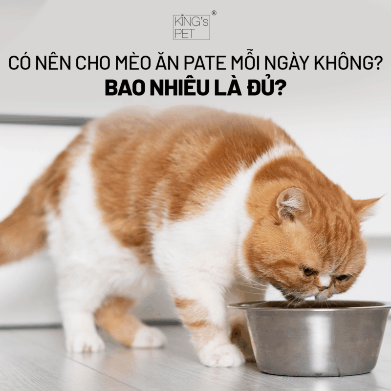 liều lượng pate thích hợp cho mèo.