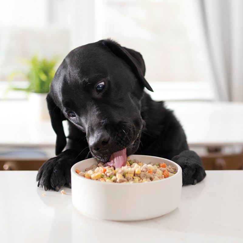 Các vấn đề cần lưu ý về thức ăn cho chó.